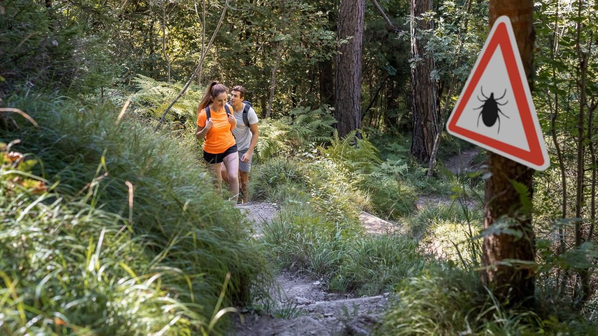 Régebben inkább csak az erdei kirándulásaink során szedhettük össze a kullancsot, ma már akár strandon vagy kertészkedés közben is Forrás: MW/illusztráció