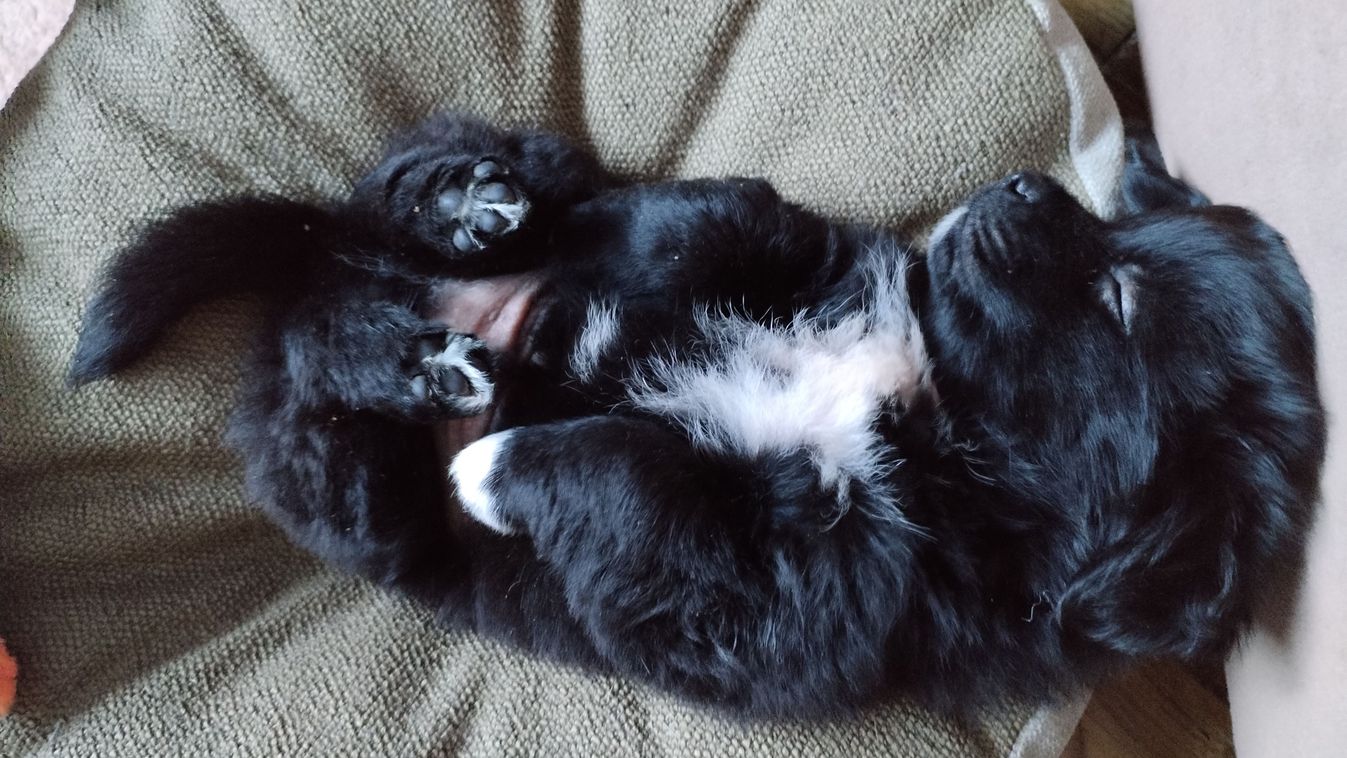 Az alvó kutya valójában álmában is elég éber.