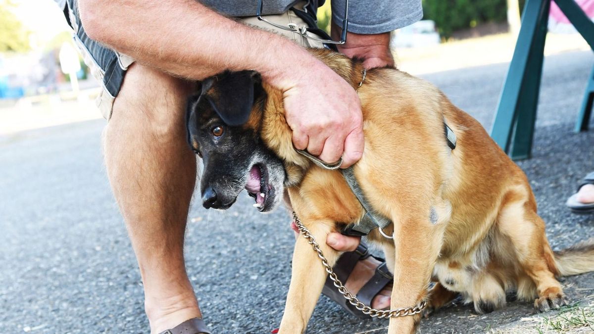 A kutyaharapás nem játék Fotó: MW