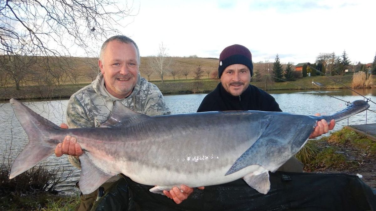A valaha Európában kifogott legnagyobb lapátorrú tok Kis Róbert (jobbra) nevéhez kötődik Forrás: pecaverzum.hu