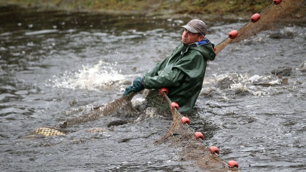 Kényszerből indul a lehalászás a szárazság miatt a Balatoni Halgazdálkodási Nonprofit Zrt. halastavain Fotó: Németh Levente