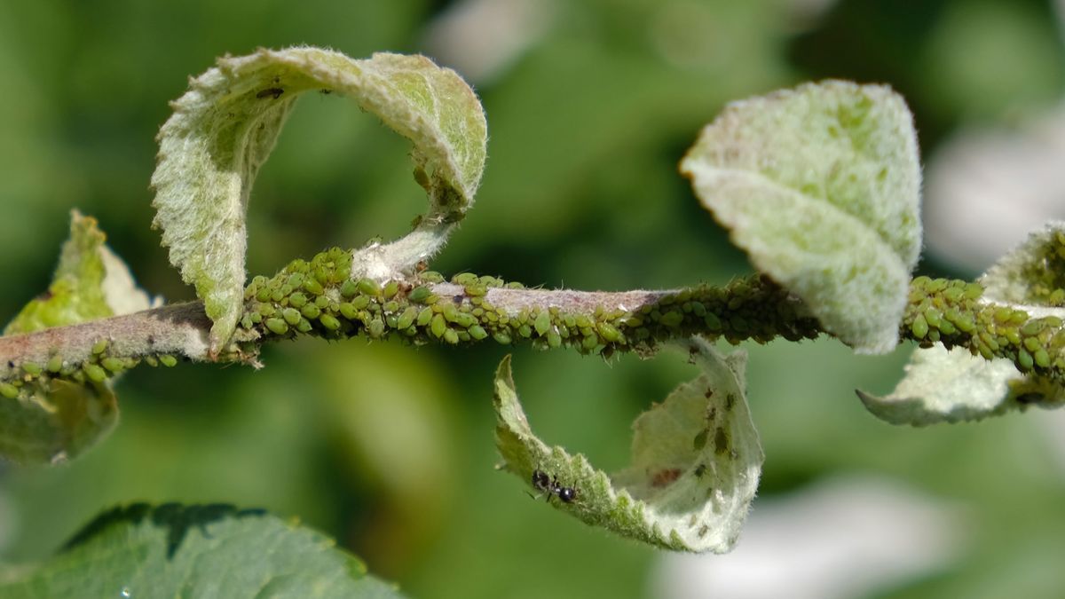 A levéltetű tönkreteheti a növényeket. Forrás: MW