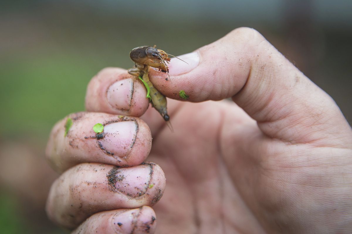 Az ijesztő külső ellenére a lótetű csak növényekre veszélyes Fotó: MW