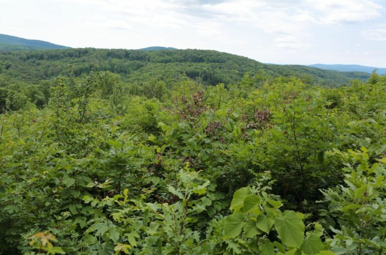 A Mecsekerdő Zrt. Pécsváradi Erdészete.
