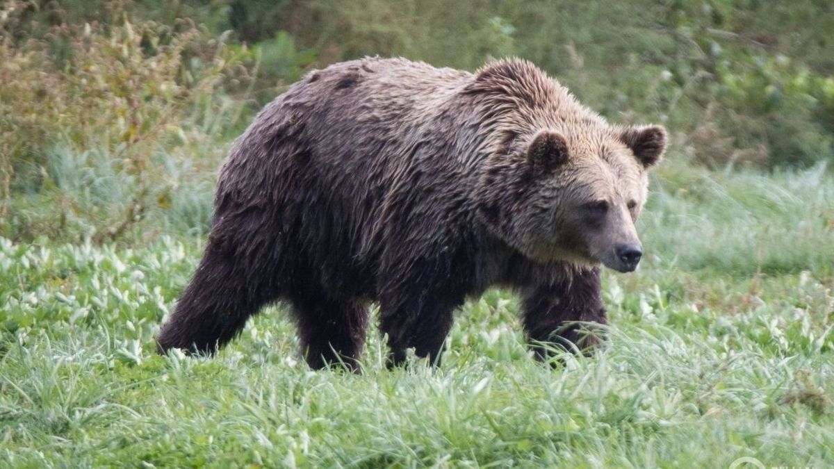 Égerszög közelében ütötte fel a fejét egy barnamedve (illusztráció). Forrás: boon.hu