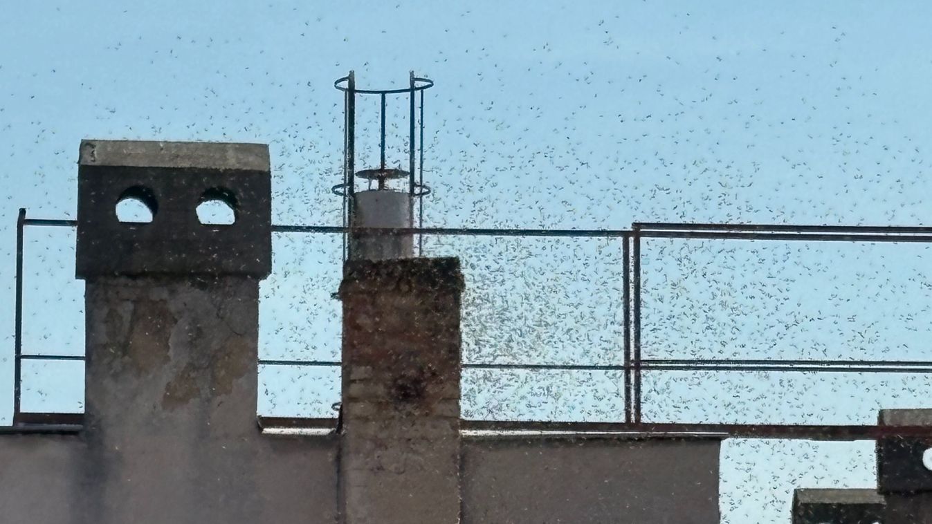 Köröznek a méhek.