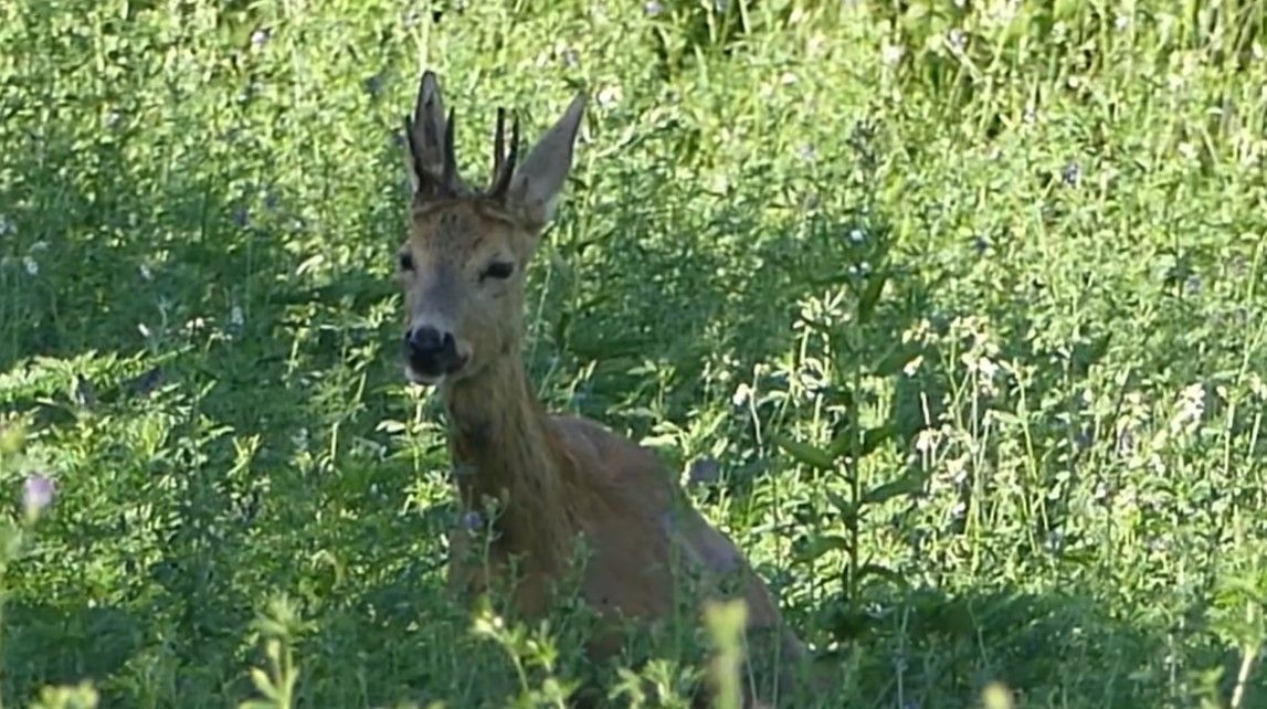 A baranyai kuriózum. Forrás: Nimród FB-oldala
