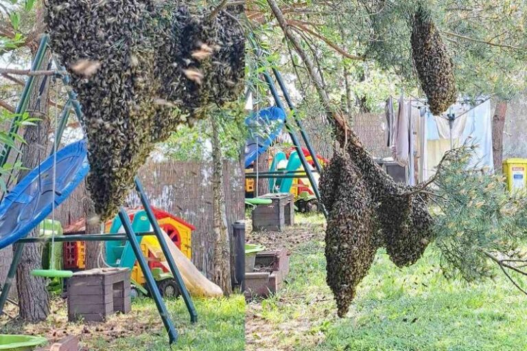 A méhrajok önmagukban veszélytelenek, ha nem piszkálják őket. Egy kiló méhrajban 10 ezer körül van az egyedek száma.Ha megbolygatják őket, akkor lehet belőle nagy baj (Forrás: Borsod-Abaúj-Zemplén Megyei Katasztrófavédelmi Igazgatóság)