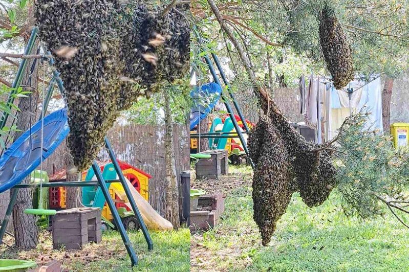 A méhrajok önmagukban veszélytelenek, ha nem piszkálják őket. Egy kiló méhrajban 10 ezer körül van az egyedek száma.Ha megbolygatják őket, akkor lehet belőle nagy baj (Forrás: Borsod-Abaúj-Zemplén Megyei Katasztrófavédelmi Igazgatóság)