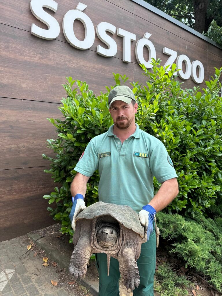Hatalmas aligátorteknőst talált a BNPI munkatársa Forrás: Nyíregyházi Állatpark/Facebook