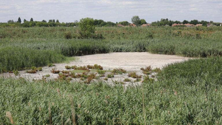 Az aszály a vizes élőhelyekre is veszélyes lehet, főleg, ha nincs természetes vízutánpótlásuk. Képünkön a selypi ülepítő tó Fotó: Huszár Márk/Heol.hu