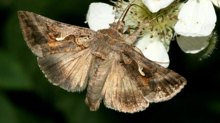 Inváziós célpont lett Magyarország, szinte akadály nélkül jutnak el hozzánk