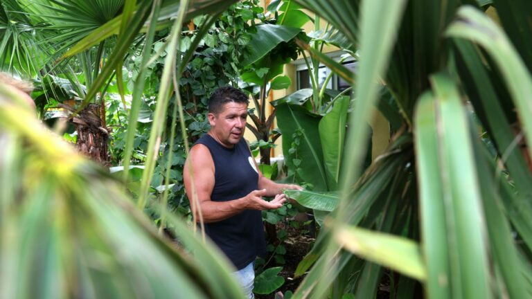 "Huszonkétféle banánt nevel siófoki otthonában, de ez csak a kertjében lévő fantasztikus trópusi növények töredéke."