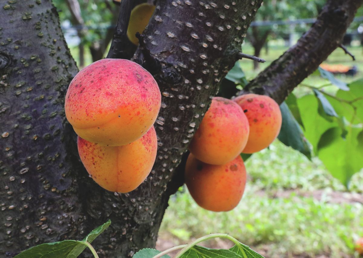 Ekkora kajszit csak nagyítóval lehet látni. Fotó: Unger Tamás