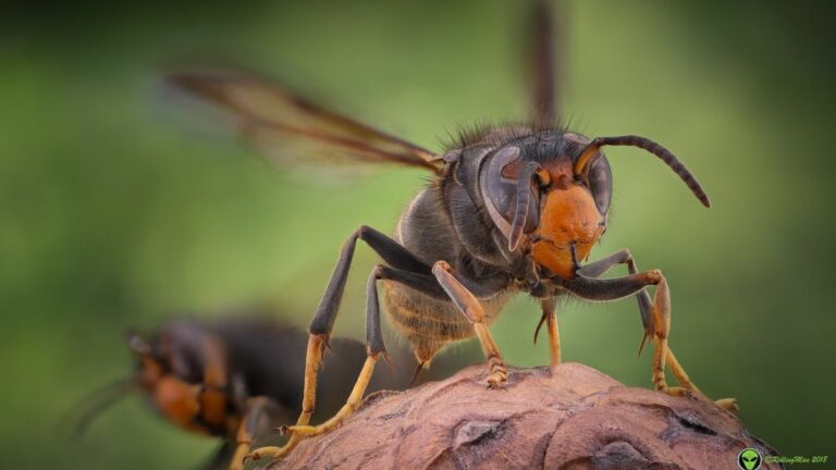 Ázsiai lódarázs: veszélyesek, elpusztíthatják a méhcsaládot