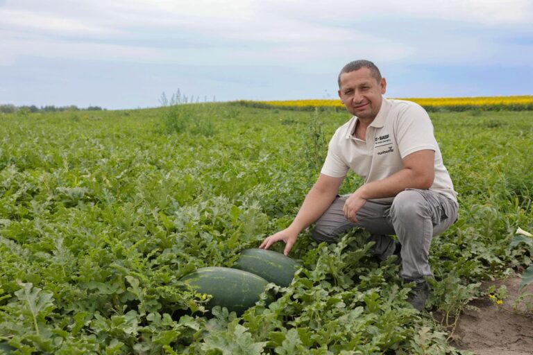 A dinnyeföldön akkor is dolgozni kell, ha negyven fok van és akkor is ha szemerkél az eső, mondta Bogdán József termelő (Fotó: Makovics Kornél)