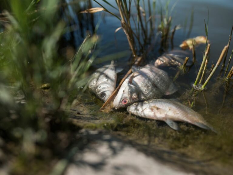 Az első balatoni halpusztulásról igyekeztek hallgatni Fotóillusztráció: Fehér Gábor