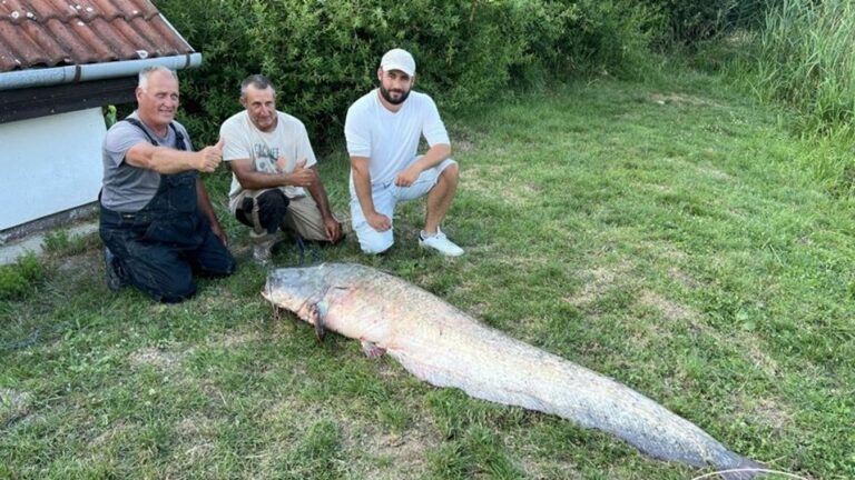 Balatoni horgász egy két méteres harcsát fogott ki a Balatonból. Balatoni Hallgazdálkodási Nonprofit Kft.