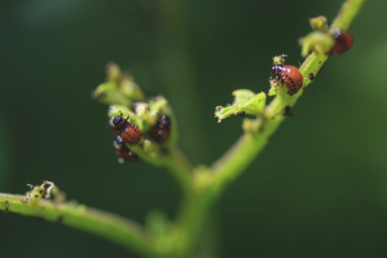 A somogyi kertekben bármikor feltűnhet a krumplibogár.