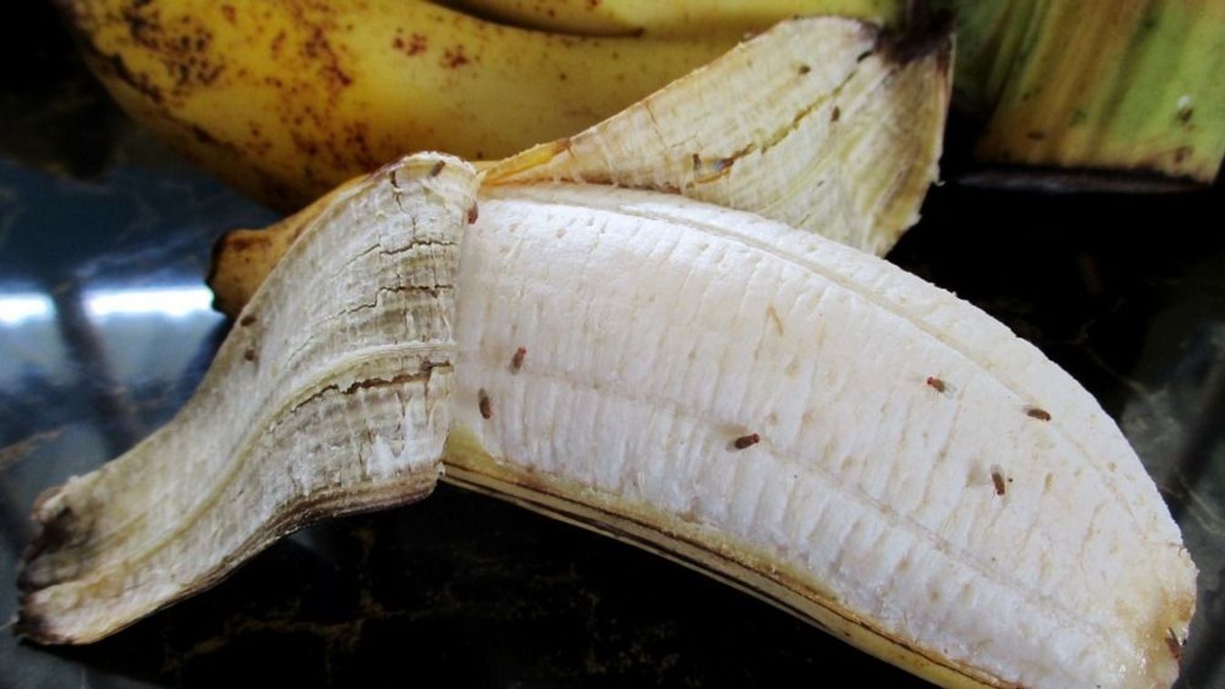 Ezek a kártevők mindenhol ott vannak Forrás: Fotó: Shutterstock