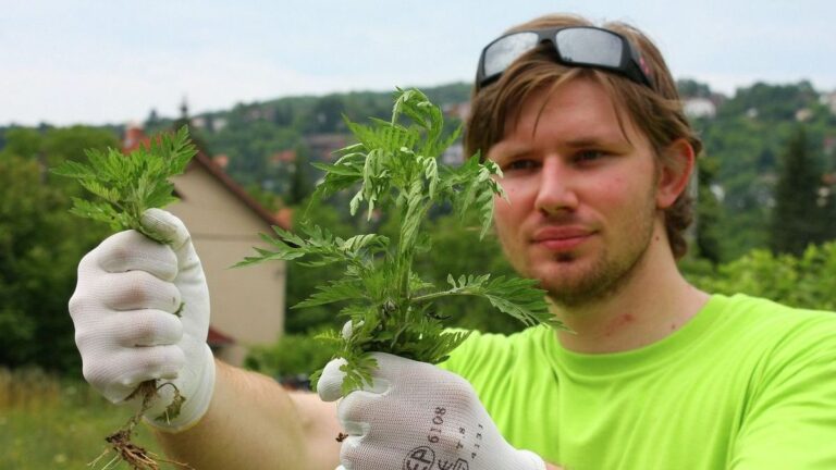 Hamarosan virágzik a parlagfű. Hazánkban közel két és fél millió ember szenved a parlagfű okozta allergiától Forrás: MW archívum