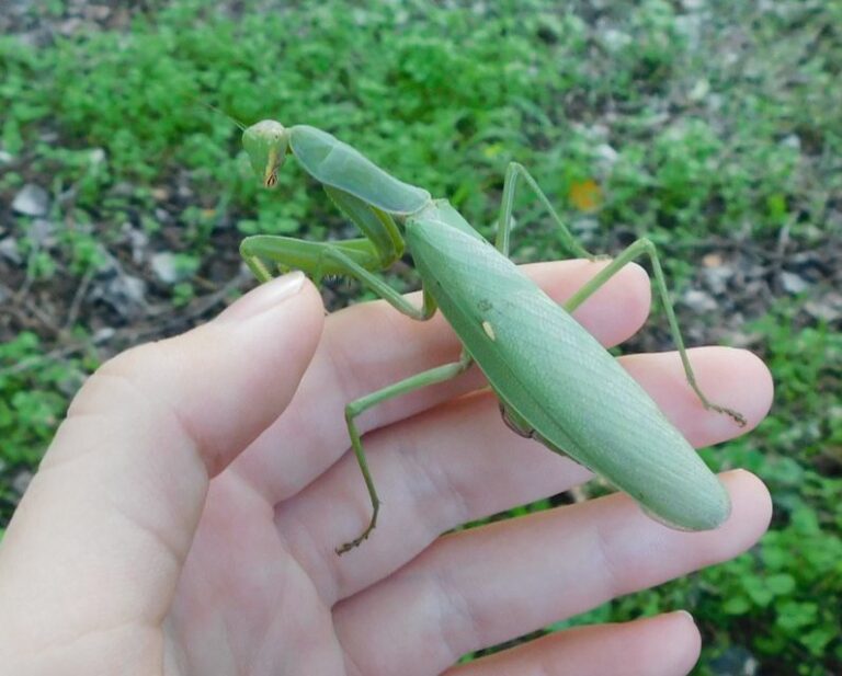 Sáskainvázió van több vármegyében, ahol elszaporodnak, ott a tarrágástól sem riadnak vissza Forrás: Agrárinfo.hu