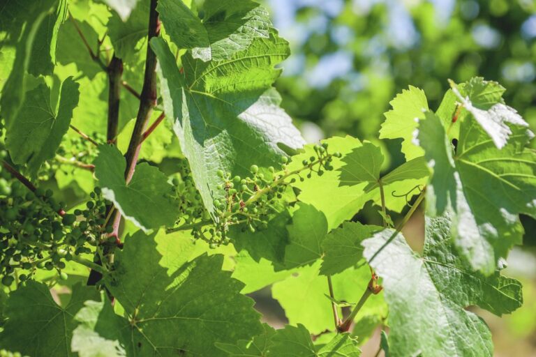 Baranyában is jelen van a pusztító szőlőbetegség Fotó: MW