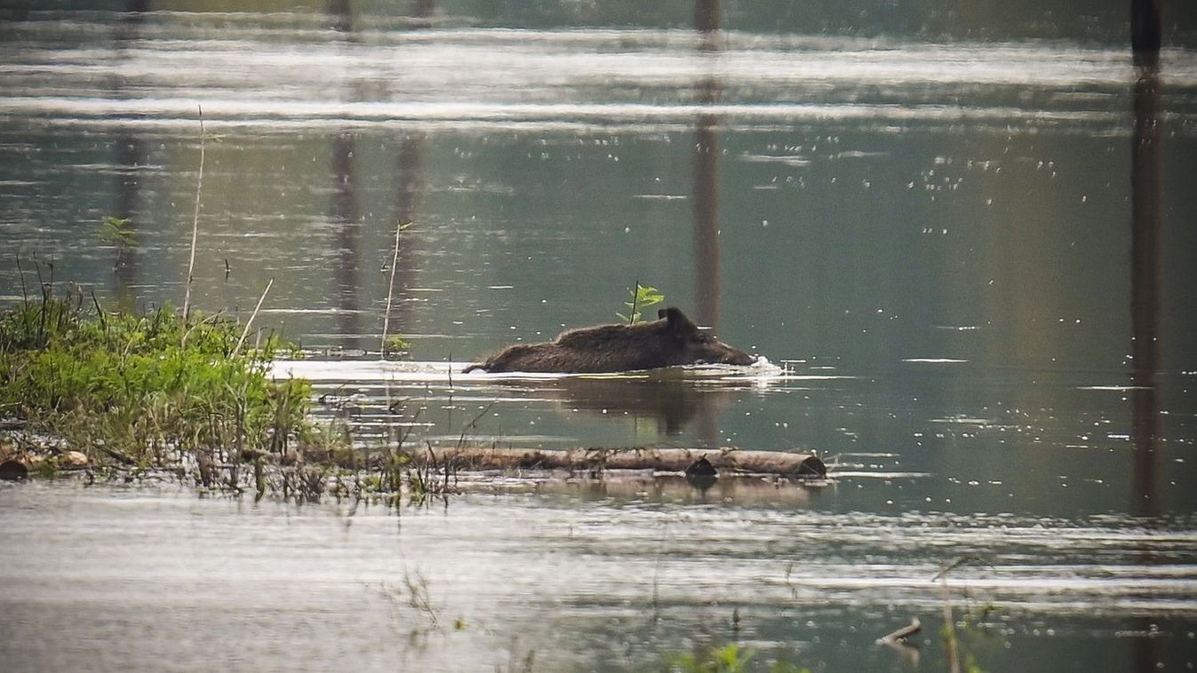 2024 09 24 Szekszárd, Gemenc. Gemencben tegnap tetőzött a duna. Az árterületen hozzávetőlegesen 2-3 méter 9 fokos víz van. Az állatok mindent megtesznek, hogy ne kelljen a vízben hosszú ideig lenniük mert vagy megfulladnának vagy kihülnének. Babos Imre Vadász és területfelelős vitt körbe csónakkal a gemnci erdő egy szakaszán. Fotó: Makovics Kornél, Tolnai Népújság