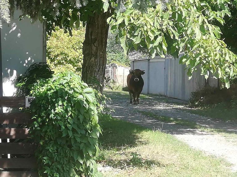 Egy helyi vendéglő vette észre, hogy bika szaladgál Székesfehérváron, végül kábítólövedékkel fogták el a rendőrök