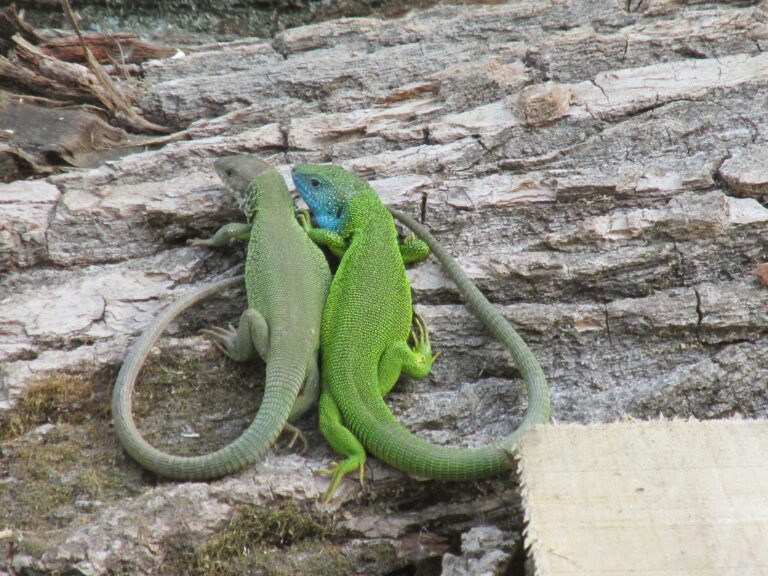 Illusztráció - IKÉ