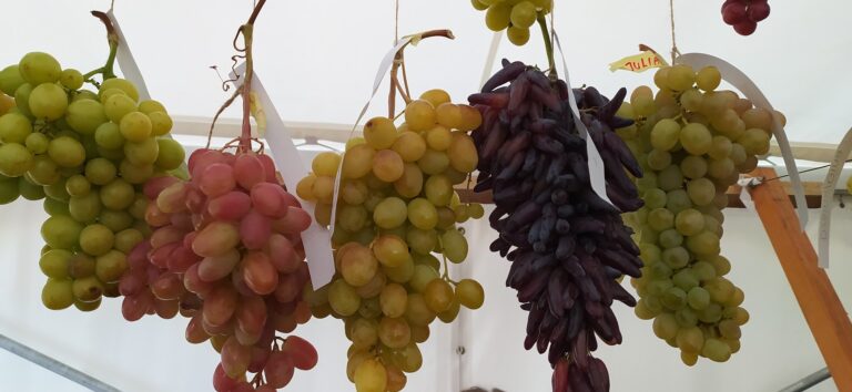 "A fogyasztói igények nemcsak mennyiségben, hanem minőségben is változtak, egyre kifinomultabbak lettek, az új trendek kizárólag magas minőségi elvárások mentén alakulnak..."