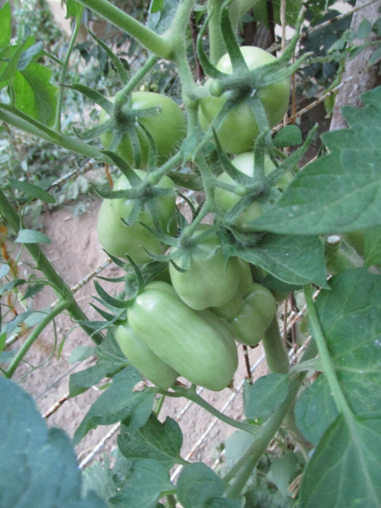 Ha a paradicsom nem érik, annak több oka is lehet Fotó: IKÉ