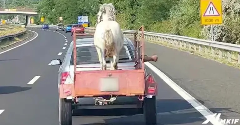 Ráállította a lovat a mezei utánfutóra, majd nekivágott az M7-esnek