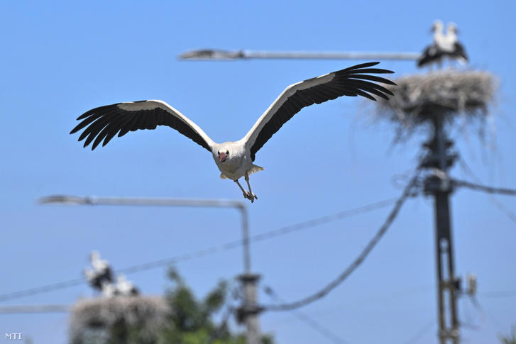 Sorra pusztulnak el a gólyák Hatvanban a villanyoszlopok miatt
