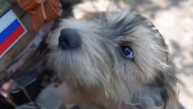 A kutya megérzi a drónt