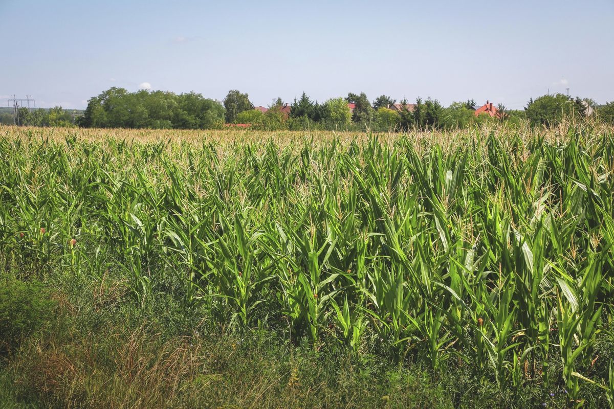 Nem várható fényes kukoricatermés 2025-ben Forrás: Mogyorósi Zsolt Pipó / boon.hu