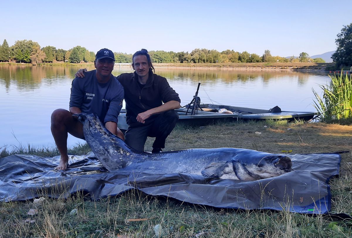 Hatvan kilós harcsa a Malomvölgyi 2-es tóból. Fotó: PHE