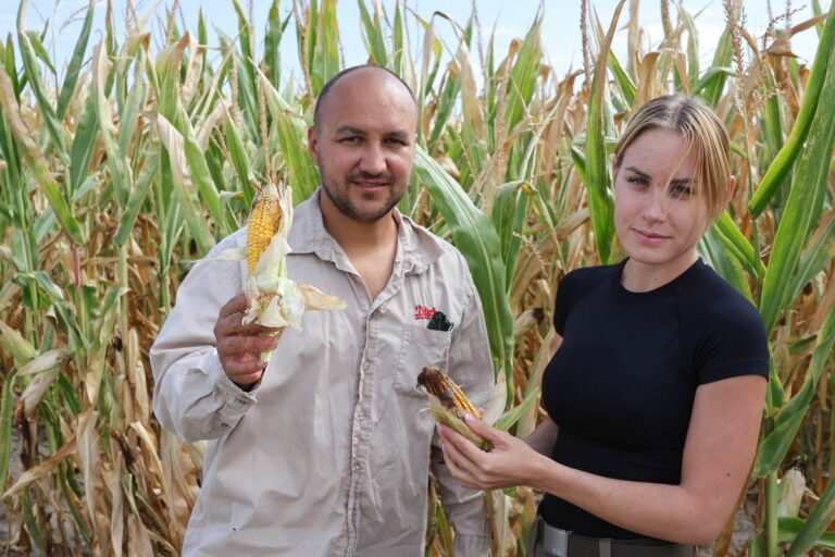 Tolnában néhány gazdaságban már megkezdődött a kukorica betakarítása. Bátán ilyen a termés, mutatta Kocsis János és felesége. Nem túl biztató a kép Fotó: Makovics Kornel / Forrás: Tolnai Népújság
