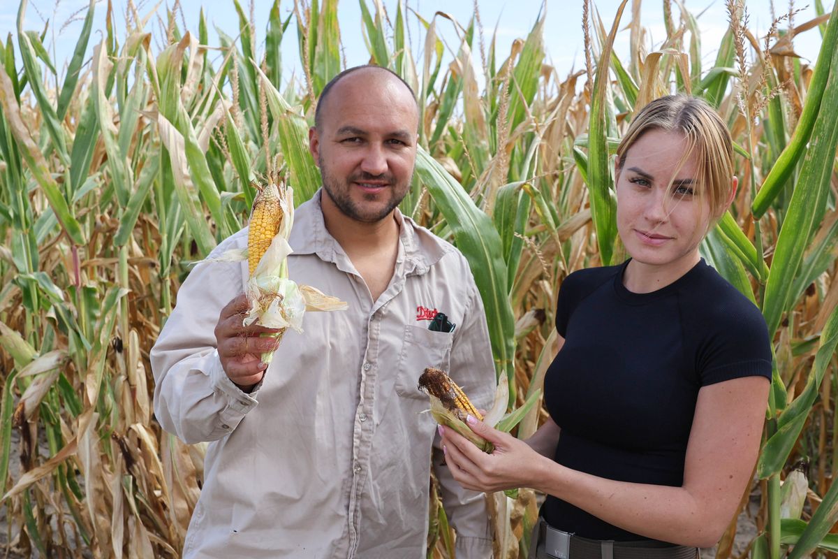 Tolnában néhány gazdaságban már megkezdődött a kukorica betakarítása. Bátán ilyen a termés, mutatta Kocsis János és felesége. Nem túl biztató a kép Fotó: Makovics Kornel / Forrás: Tolnai Népújság
