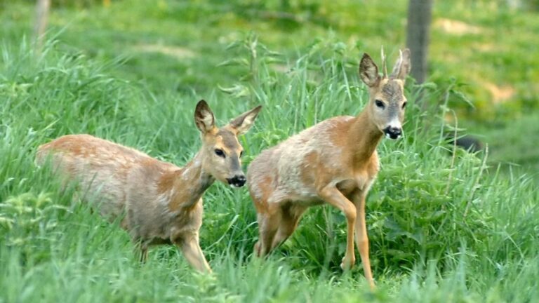 Hullanak az őzek: pocoknak szánják a mérget a gazdák, de végül Bambi lesz az áldozat