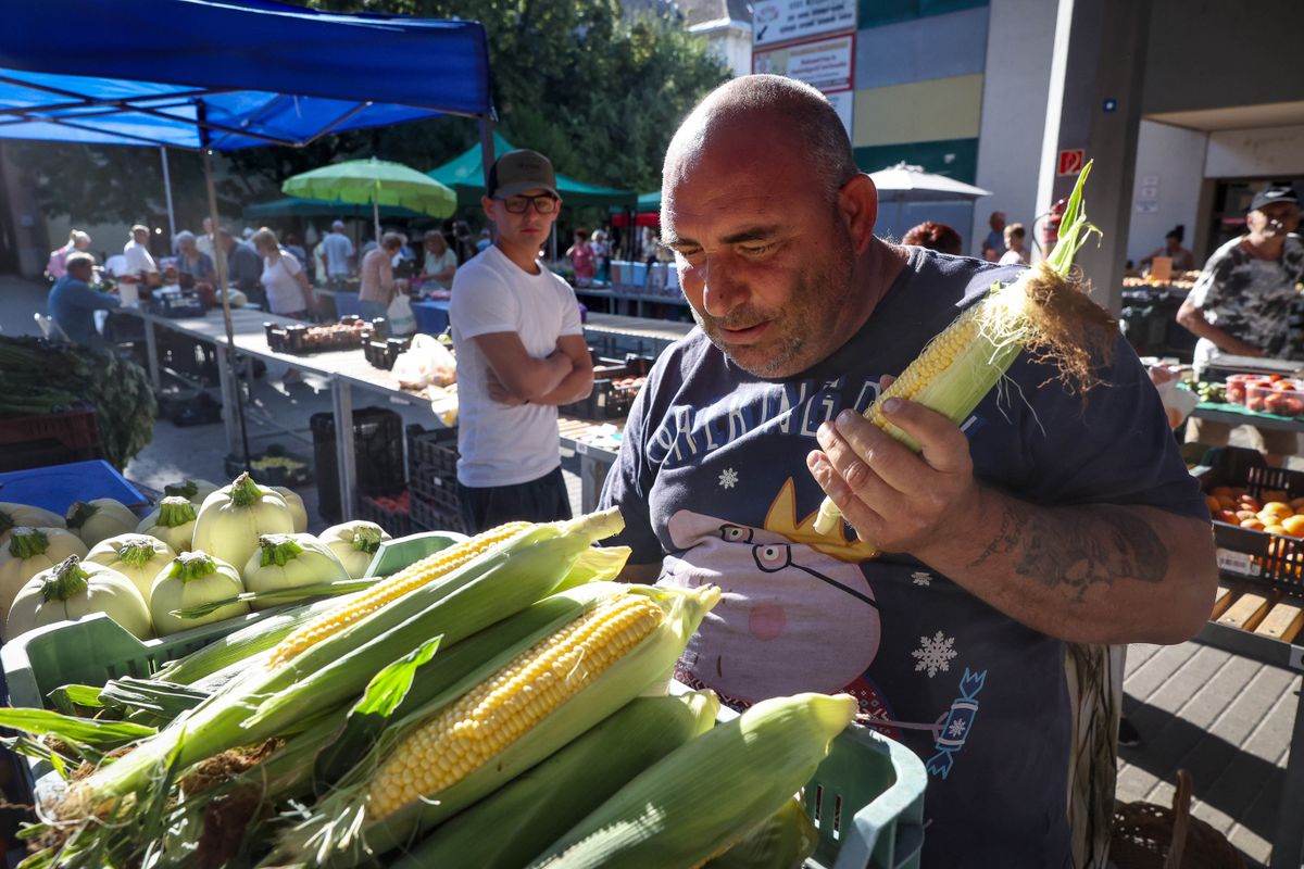 A csöves kukorica ára a felére esett vissza rövid idő alatt. Fotó: Mártonfai Dénes
