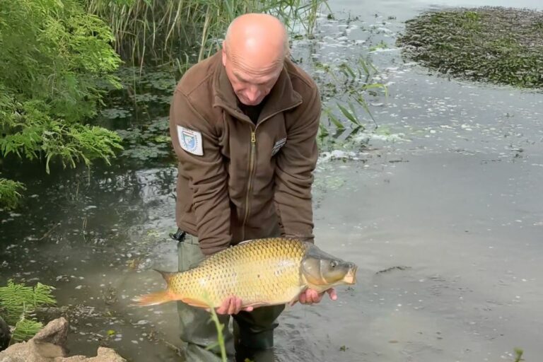 Fogható méretű pontyokat engedtek a Tisza-tóba Forrás: Mohosz
