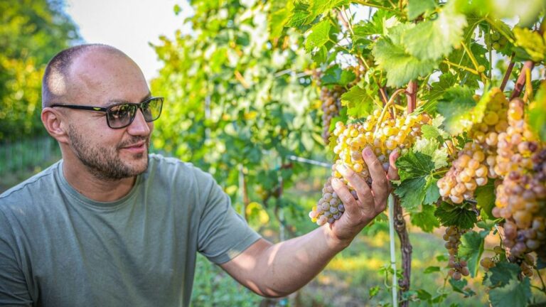 Csabagyöngye, saszla, Attila, Néró, Éva, helikon, hamburgi muskotály, ezek csak a legnépszerűbb fajták Fotó: Makovics Kornél - archív