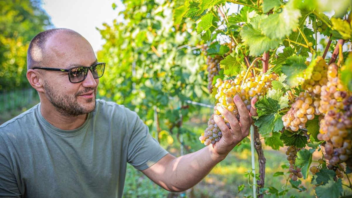 Csabagyöngye, saszla, Attila, Néró, Éva, helikon, hamburgi muskotály, ezek csak a legnépszerűbb fajták Fotó: Makovics Kornél - archív