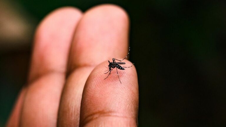 Téged szeret a szúnyog? Vacsi leszel vagy elkerül az idegesítő élőlény? Forrás: raketa.hu