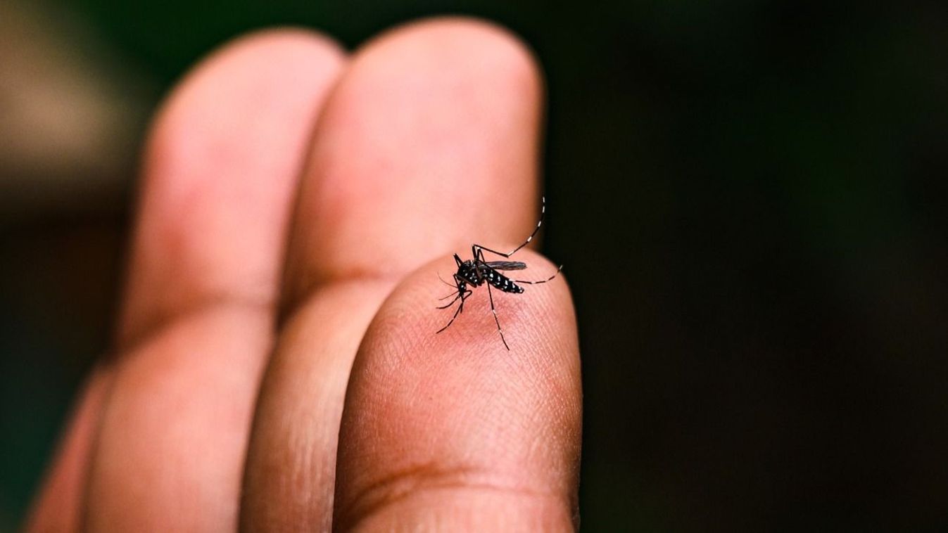 Téged szeret a szúnyog? Vacsi leszel vagy elkerül az idegesítő élőlény? Forrás: raketa.hu