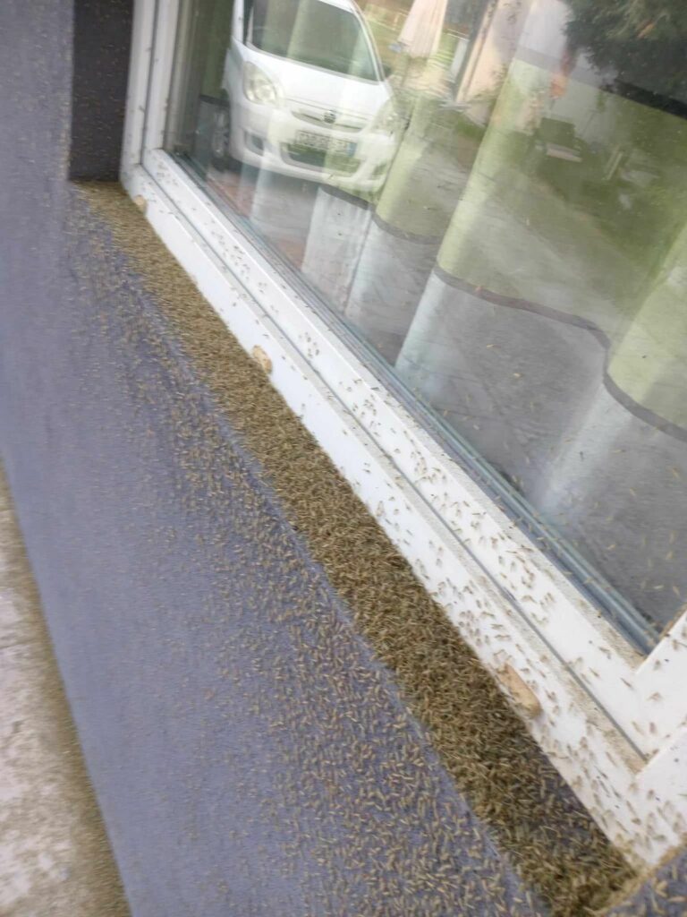 Árvaszúnyogok minden mennyiségben a Balaton környékén, nem csípnek, de rondák Fotó: Ripost olvasó