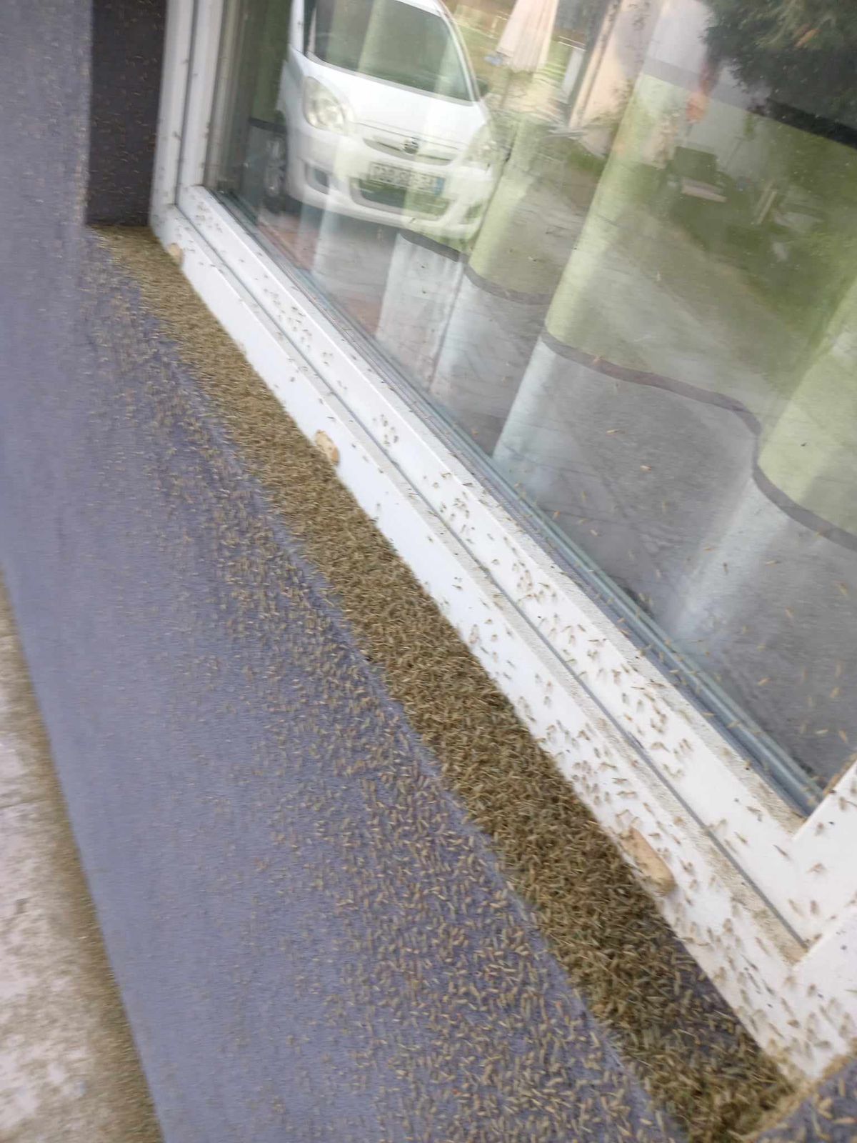 Árvaszúnyogok minden mennyiségben a Balaton környékén, nem csípnek, de rondák Fotó: Ripost olvasó