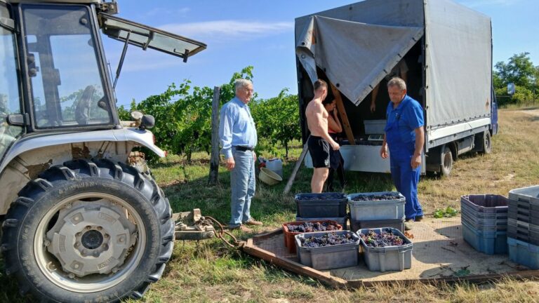 Bátaszéken, egy kisebb ültetvényen Medoc szőlőből szedtek, a szőlő minősége kiváló, lédús, az aszálynak nyoma sincs rajta Forrás: Tolnai NépújságForrás: MW
