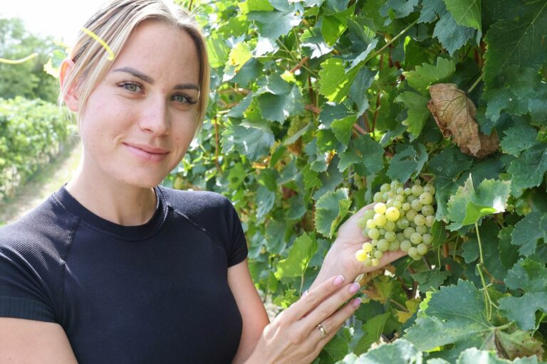 Őrült szüret lesz az idei, a termelők tartanak is tőle, hiába szép a szőlő, alku kérdése az ára, ami alig több mint a múlt évben volt, miközben a költségek sokat emelkedtek Fotó: Makovics Kornél